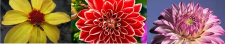Flower Show: August 11 4-7PM —– Everyone welcome!!!!