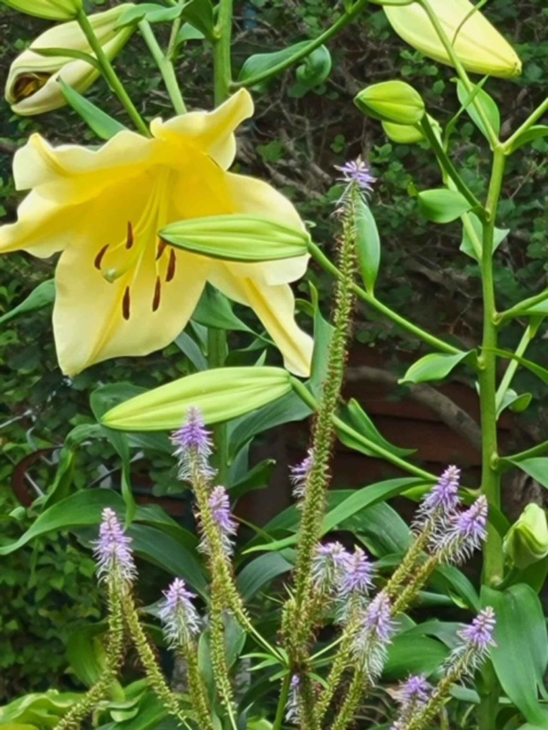 Oxford in Bloom 2024 Garden Tour